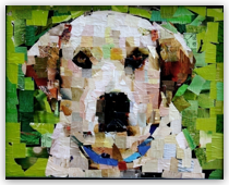 Yellow Lab